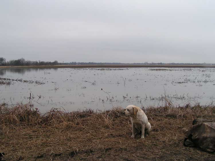  Back bean field 