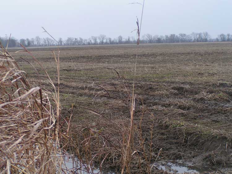  Beanfield 