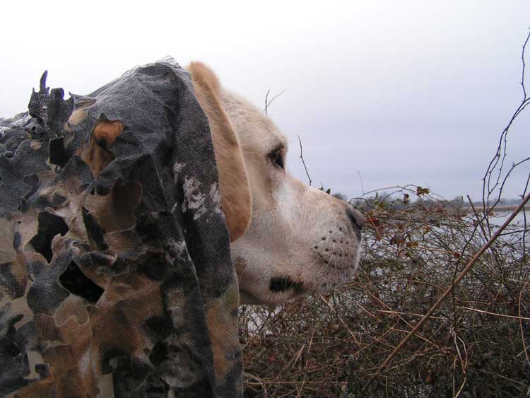 Opal under camo 