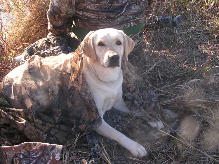  Tilde under Camo
